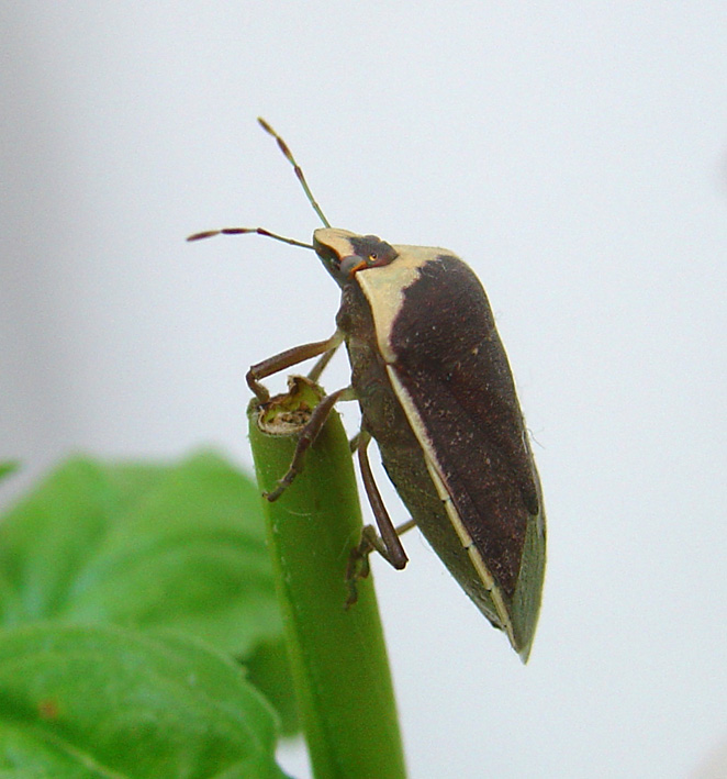 Nezara viridula f. torquata
